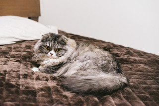 HIRABEDNEKO_TP_V.jpg